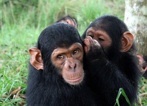 5 Days Chimp Trekking & Taste of Wakanda ($2262 pp)