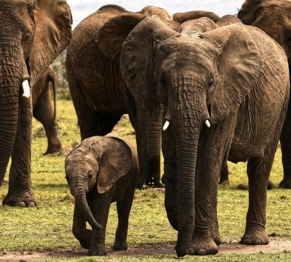 Elephants
