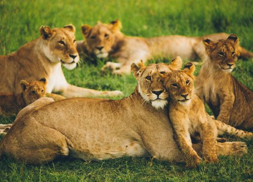 3 Days Queen Elizabeth National Park ($878pp)