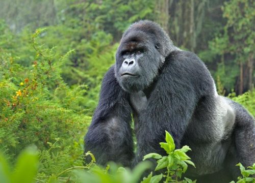 7 Days Gorilla & Game Drives - Group Offer ($2100pp)