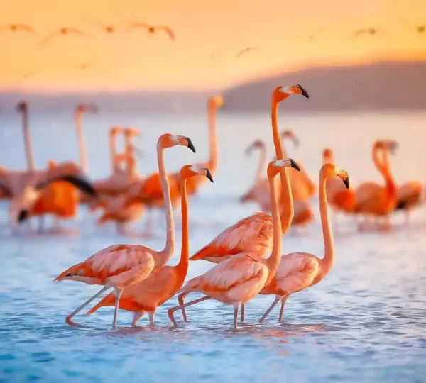 Bird species
