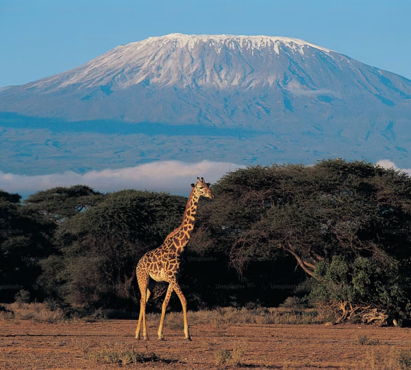 Are you ready to Trek through Africa’s sky-touching mountain peak?