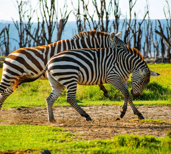 8% of Kenya's land area is protected