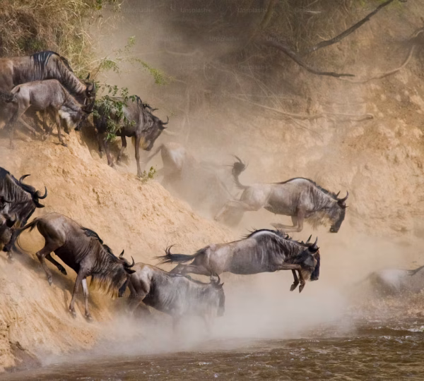 frequently seen in the Maasai Mara from June through October