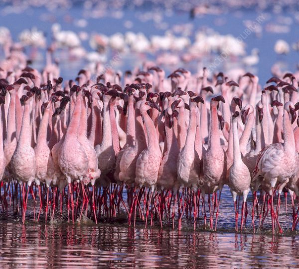 Over 1,158 bird species call Kenya their home