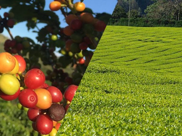 tour to witness harvesting and roasting.