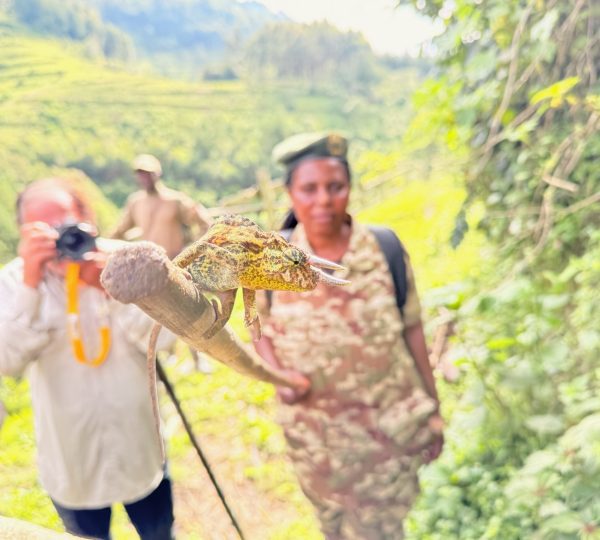 Chameleon in Bwindi Forest 